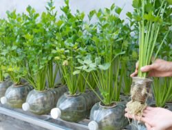 Sulap Botol Bekas Jadi Kebun Hidroponik Tanpa Pompa