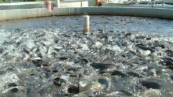 Ilustrasi - Usaha ternak lele sangat memikat pemula karena tidak membutuhkan lahan yang luas. (Dok. Ist)