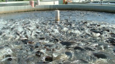 Ilustrasi - Usaha ternak lele sangat memikat pemula karena tidak membutuhkan lahan yang luas. (Dok. Ist)