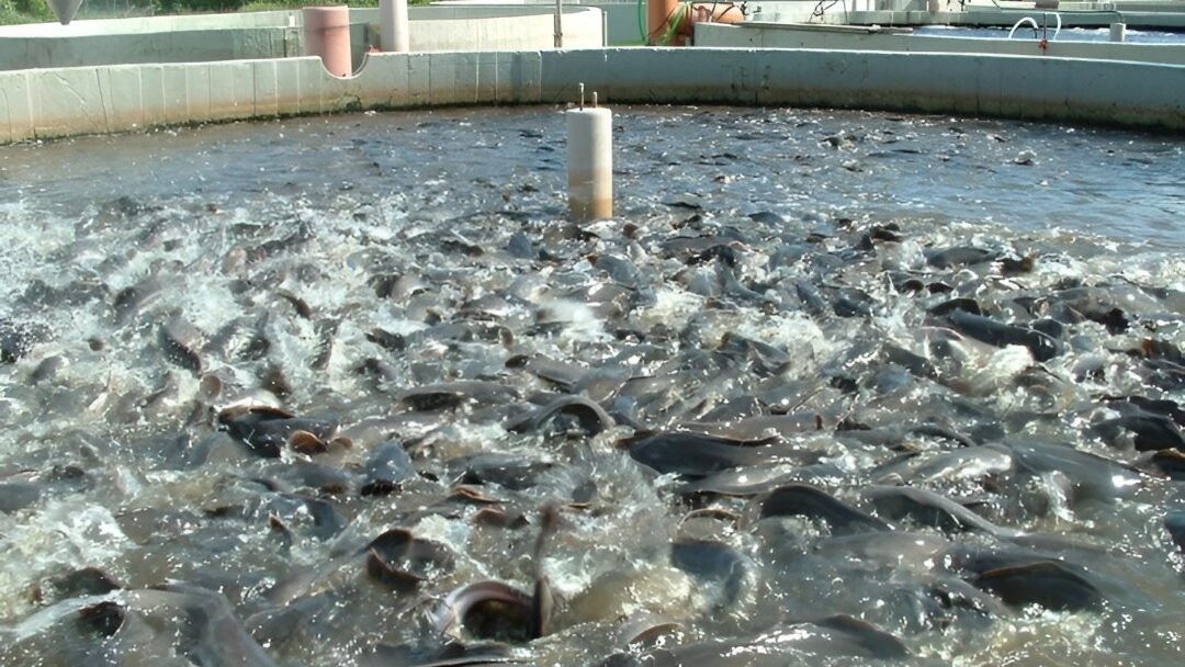 Ilustrasi - Usaha ternak lele sangat memikat pemula karena tidak membutuhkan lahan yang luas. (Dok. Ist)