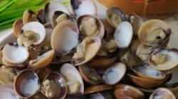 "Sedang di Sukadana? Jangan lewatkan 4 kuliner khas Kayong Utara mulai dari lezatnya ale-ale hingga renyahnya amplang ikan yang menggugah selera."