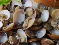 Memanjakan Lidah di Negeri Bertuah, Ini 4 Makanan Khas Kayong Utara yang Wajib Dicoba