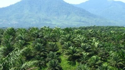 "Mengapa pergantian fungsi hutan menjadi perkebunan kelapa sawit kerap dikaitkan dengan rentetan bencana banjir di Kalimantan Barat? Simak 5 alasan utamanya di sini."