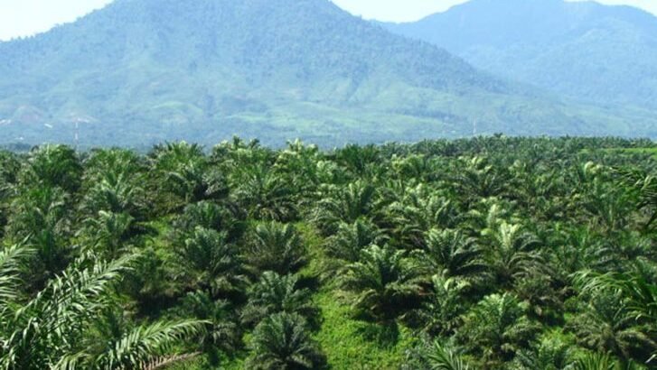 "Mengapa pergantian fungsi hutan menjadi perkebunan kelapa sawit kerap dikaitkan dengan rentetan bencana banjir di Kalimantan Barat? Simak 5 alasan utamanya di sini."
