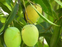 Wajib Tahu, 5 Buah Ini Sebaiknya Jangan Kamu Makan Saat Malam Hari