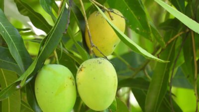 "Mengonsumsi buah memang menyehatkan, namun beberapa jenis buah justru dapat mengganggu pencernaan dan kualitas tidur jika dimakan menjelang waktu istirahat."