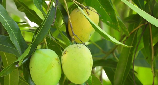 "Mengonsumsi buah memang menyehatkan, namun beberapa jenis buah justru dapat mengganggu pencernaan dan kualitas tidur jika dimakan menjelang waktu istirahat."