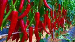 "Mengaku pecinta pedas? Yuk, kenali 5 jenis cabai di Indonesia beserta karakteristiknya. Jangan sampai salah pilih saat memasak bumbu dapur!"