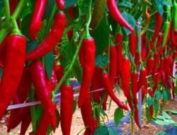 Si Pencinta Pedas Wajib Tahu, Ini 5 Jenis Cabai di Indonesia yang Bikin Masakan Makin Nendang