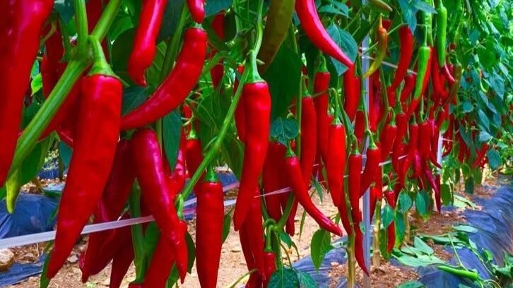 "Mengaku pecinta pedas? Yuk, kenali 5 jenis cabai di Indonesia beserta karakteristiknya. Jangan sampai salah pilih saat memasak bumbu dapur!"