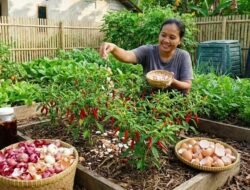 5 Tanda Kamu Sudah Mandiri Pangan: Tidak Panik Meski Harga Sembako Melambung