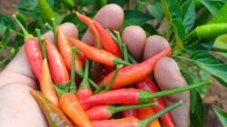 "Tangan terasa panas dan perih setelah mengulek sambal? Jangan panik, terapkan 5 tips ampuh ini untuk menghilangkan panas di tangan akibat cabai dengan cepat."