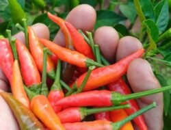 Tangan Terasa Terbakar? Ini 5 Tips Ampuh Menghilangkan Panas Setelah Memegang Cabai