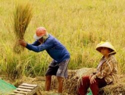 Jangan Ragu Memulai, Ini 6 Manfaat Luar Biasa Mandiri Pangan bagi Rumah Tangga