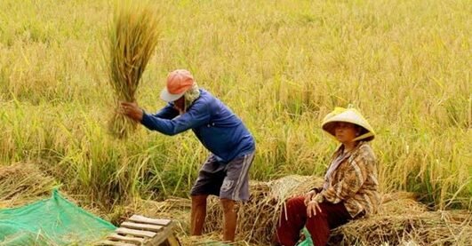"Menjadi mandiri pangan di tingkat rumah tangga tidak hanya mampu menekan pengeluaran belanja, tetapi juga memberikan manfaat luar biasa bagi kesehatan dan lingkungan."