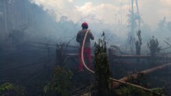 peringatkan potensi bahaya karhutla di wilayah Sumatra Utara, Papua, dan Papua Selatan. Pemerintah dorong langkah pencegahan dini dan patroli gabungan. (