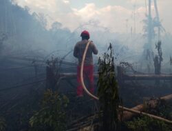 Status Mudah Terbakar, BNPB Peringatkan Potensi Bahaya Karhutla di Tiga Provinsi Ini