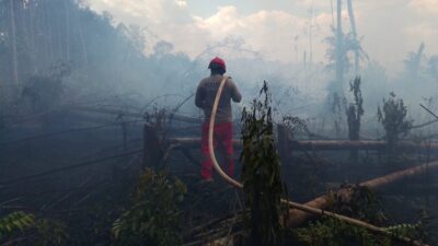 peringatkan potensi bahaya karhutla di wilayah Sumatra Utara, Papua, dan Papua Selatan. Pemerintah dorong langkah pencegahan dini dan patroli gabungan. (