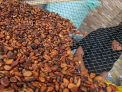 Surplus Pasokan, Kemendag Turunkan Harga Referensi Biji Kakao Periode April 2026