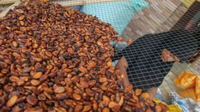 Ilustrasi tumpukan komoditas biji kakao berkualitas ekspor