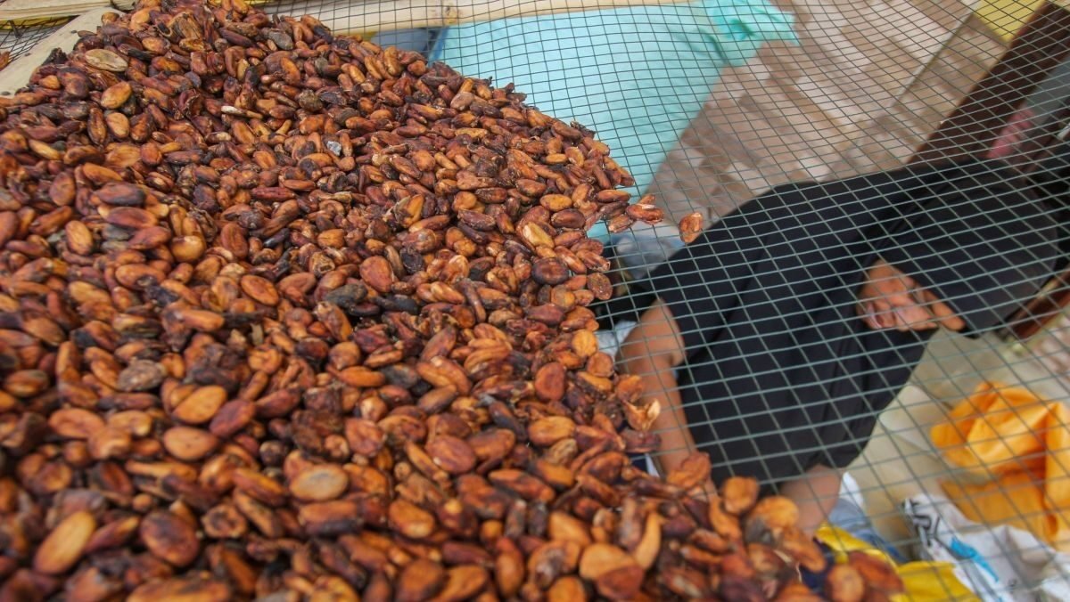 Ilustrasi tumpukan komoditas biji kakao berkualitas ekspor