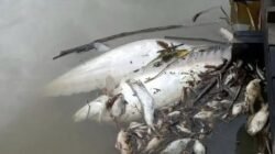 Kondisi aliran Sungai Saeh di Kecamatan Sekayam, Kabupaten Sanggau, yang diduga tercemar limbah hingga menyebabkan air keruh dan ikan mati.