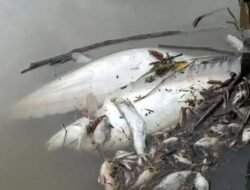 Ikan Mati dan Air Bau Menyengat, DLH Kalbar Usut Tuntas Dugaan Pencemaran Limbah PT MKS di Sungai Saeh