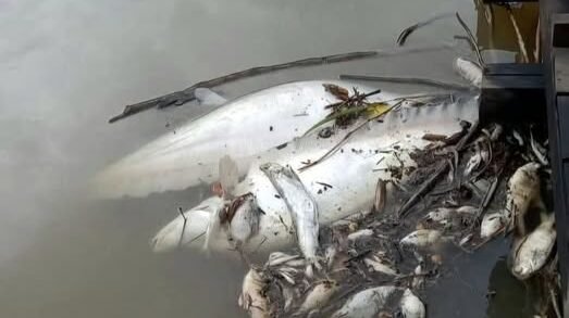 Kondisi aliran Sungai Saeh di Kecamatan Sekayam, Kabupaten Sanggau, yang diduga tercemar limbah hingga menyebabkan air keruh dan ikan mati.