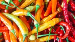 "Banyak yang belum tahu, apakah Kalimantan Barat tergolong daerah penghasil cabai? Simak fakta produksi cabai lokal dan peluang gaya hidup urban farming di rumah."