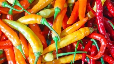 "Banyak yang belum tahu, apakah Kalimantan Barat tergolong daerah penghasil cabai? Simak fakta produksi cabai lokal dan peluang gaya hidup urban farming di rumah."