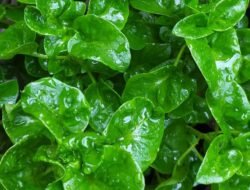Apa Beda Bayam Brazil dan Bayam Biasa? Ini Penjelasannya