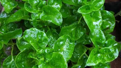 "Penjelasan mengenai perbedaan mendasar antara bayam brazil dan bayam biasa, mulai dari bentuk fisik, cara penanaman, hingga tekstur saat dimasak. "