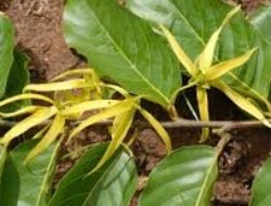 Riset BRIN dan UGM Ungkap Khasiat Daun Kenanga sebagai Antidiabetes dan Antioksidan Alami