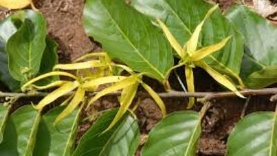 Riset kolaborasi BRIN dan UGM ungkap potensi besar khasiat daun kenanga sebagai obat antidiabetes dan antioksidan. Ekstrak etanol tunjukkan hasil signifikan.