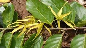 Riset kolaborasi BRIN dan UGM ungkap potensi besar khasiat daun kenanga sebagai obat antidiabetes dan antioksidan. Ekstrak etanol tunjukkan hasil signifikan.