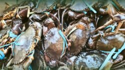 Tumpukan komoditas kepiting bakau segar yang diikat tali rafia biru dan telah dinyatakan sehat oleh Karantina Kalimantan Barat untuk diekspor ke Malaysia melalui PLBN Jagoi Babang. (Dok. HO/Faktakalbar.id)