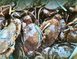 Dinyatakan Sehat, Ekspor Udang dan Kepiting Lewat Jagoi Babang Capai Rp2 Miliar