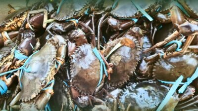 Tumpukan komoditas kepiting bakau segar yang diikat tali rafia biru dan telah dinyatakan sehat oleh Karantina Kalimantan Barat untuk diekspor ke Malaysia melalui PLBN Jagoi Babang. (Dok. HO/Faktakalbar.id)