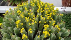 Ilustrasi - Kenali Euphorbia resinifera, tanaman asal Afrika Utara yang 1.000 kali lebih pedas dari cabai. Simak fakta unik dan bahaya senyawa resiniferatoxin. (Dok. Ist)