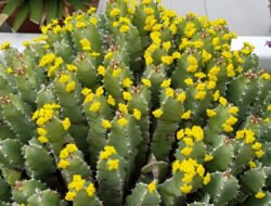 Bukan Cabai, Tanaman Ini Ribuan Kali Lebih Pedas