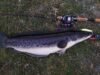 Menarik Sekaligus Menakutkan, Ini 5 Fakta Ikan Toman Sang Predator Buas Air Tawar