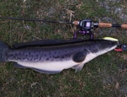 Menarik Sekaligus Menakutkan, Ini 5 Fakta Ikan Toman Sang Predator Buas Air Tawar
