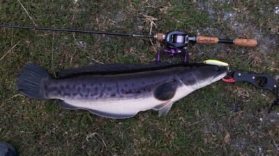 "Ikan toman bukan hanya predator buas di perairan Kalimantan, tetapi juga kaya akan kandungan albumin. Simak 5 fakta ikan toman yang jarang diketahui."