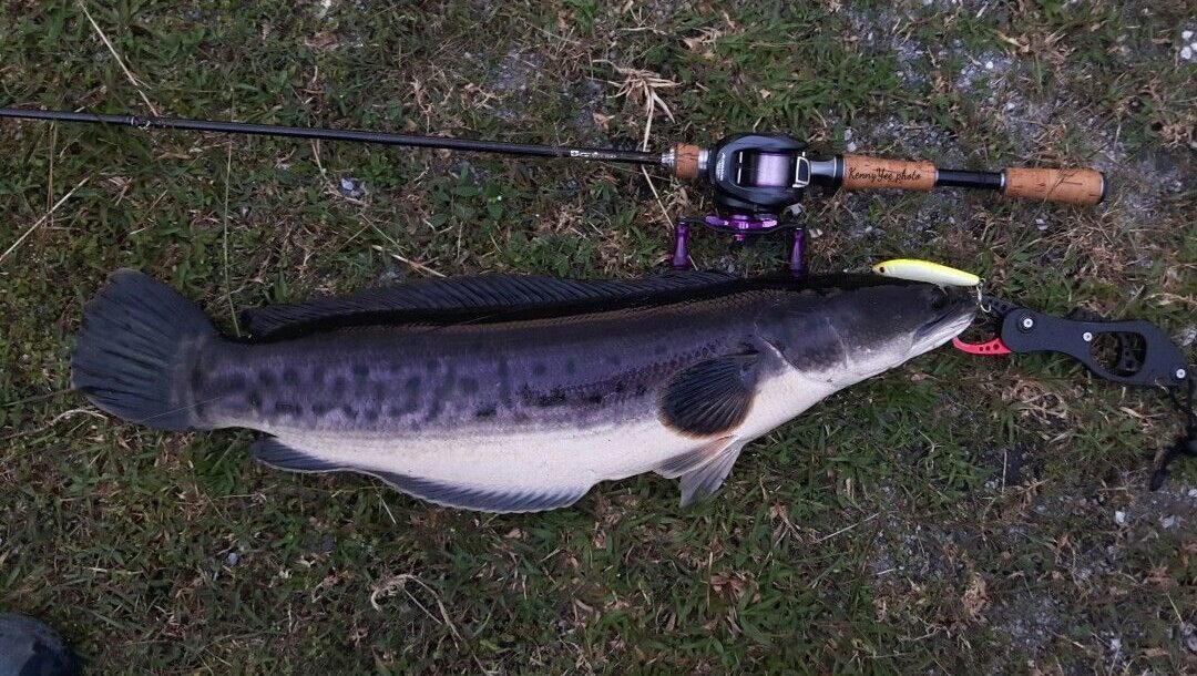 "Ikan toman bukan hanya predator buas di perairan Kalimantan, tetapi juga kaya akan kandungan albumin. Simak 5 fakta ikan toman yang jarang diketahui."