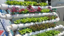 Ilustrasi - Ubah lorong sempit jadi kebun produktif! Simak ide hidroponik vertikal untuk sayur mini yang estetik dan hemat lahan di kawasan perkotaan. (Dok. Ist)