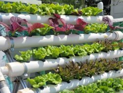 Sulap Lorong Sempit Jadi Kebun Sayur Estetik