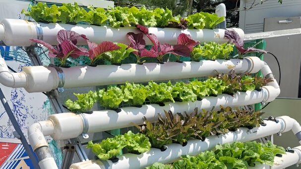 Ilustrasi - Ubah lorong sempit jadi kebun produktif! Simak ide hidroponik vertikal untuk sayur mini yang estetik dan hemat lahan di kawasan perkotaan. (Dok. Ist)