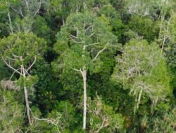 Skema Keterlibatan Warga Sekitar Hutan dalam Perdagangan Karbon Sektor Kehutanan