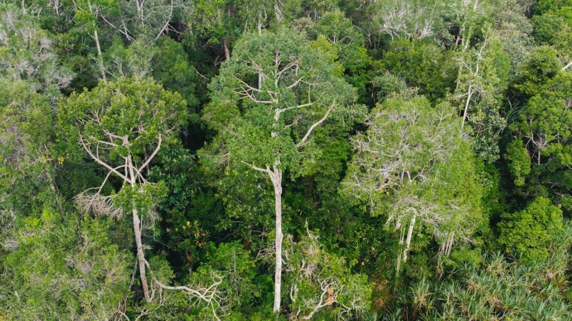 Aktivitas pelestarian hutan oleh masyarakat lokal yang kini mendapat dukungan regulasi untuk terlibat dalam bisnis karbon ramah lingkungan.