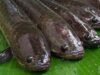 Sakti, Rahasia Pulih Kilat Hanya Dengan Makan Ikan Gabus